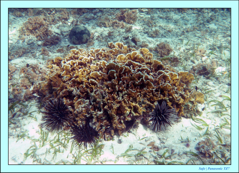 2009    07    Manatabuan 02